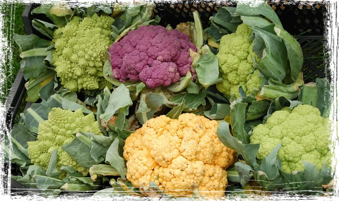 Cavolfiori