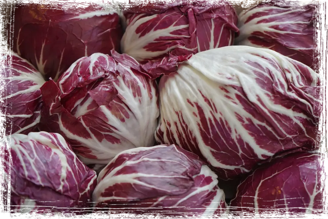 Radicchio di Chioggia IGP